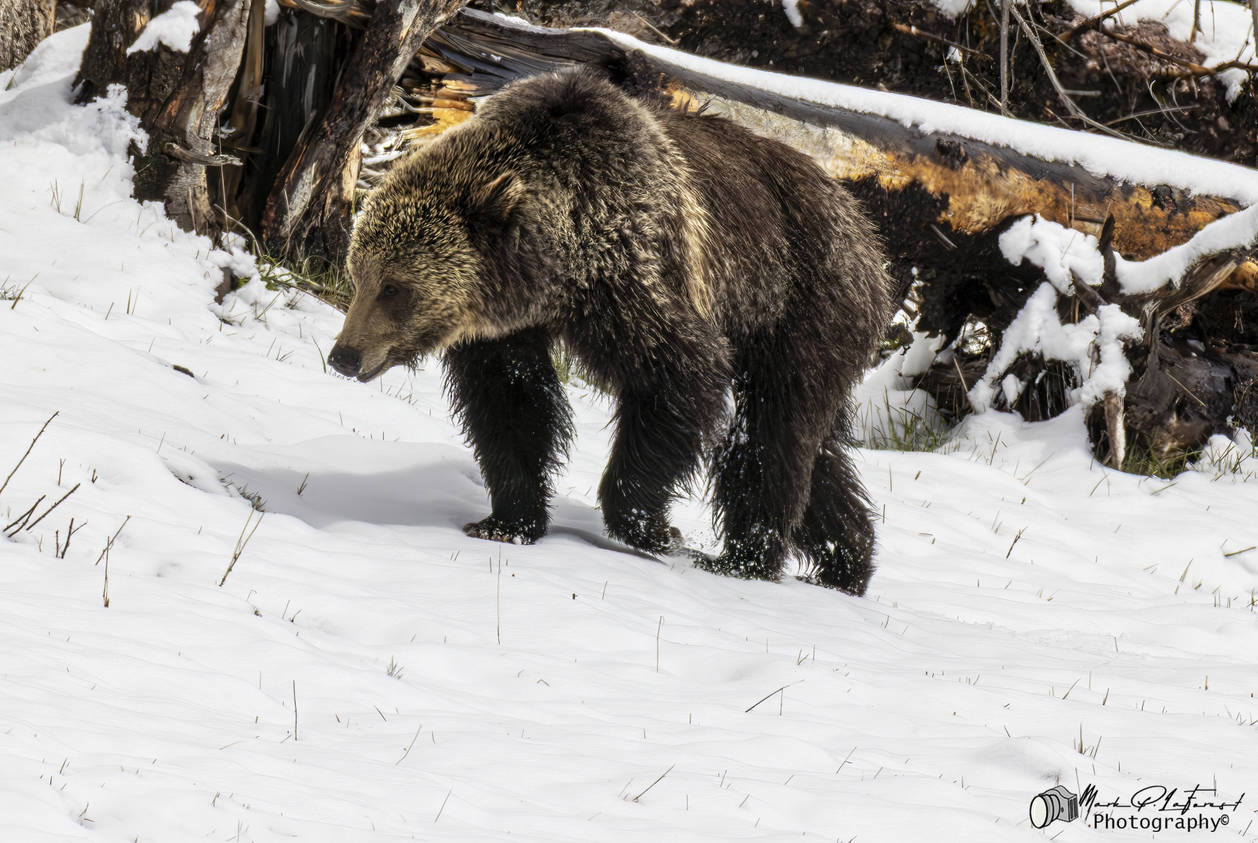 Grizzly Jam in Pelican Valley, Yellowstone National Park